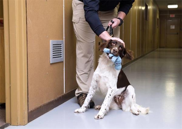 爆炸物嗅探犬训练改善-实时炸药探测器分析